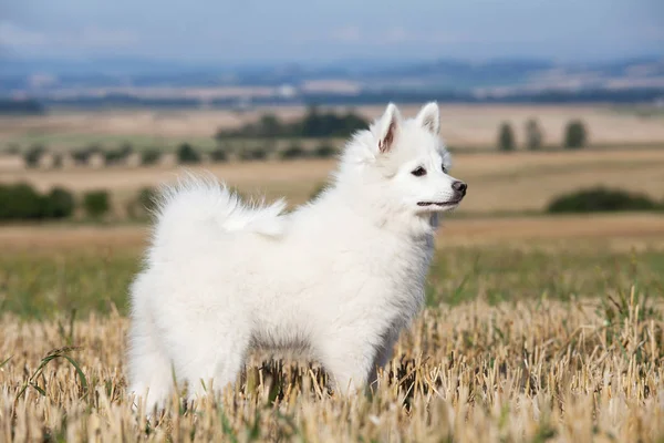 Retrato Spitz Alemão Agradável — Fotografia de Stock