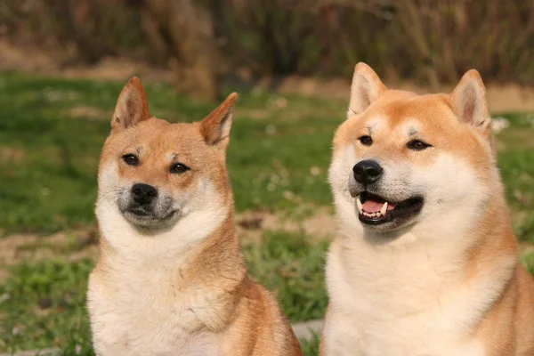 Head Two Dogs Shiba Inu — стоковое фото