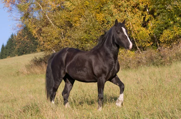 Retrato Bonito Pony Galés — Foto de Stock