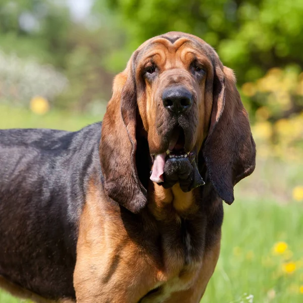 Portrét Nice Bloodhound — Stock fotografie