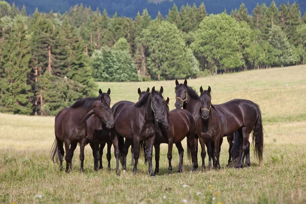 Sürüyü Siyah Kladrubian Atları Portresi — Stok fotoğraf