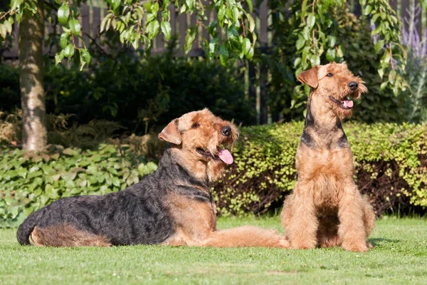 Retrato Bom Airedale Terrier — Fotografia de Stock