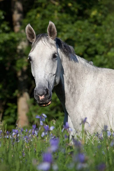 Portret Ładny Biały Koń Kwitnący Łąka — Zdjęcie stockowe