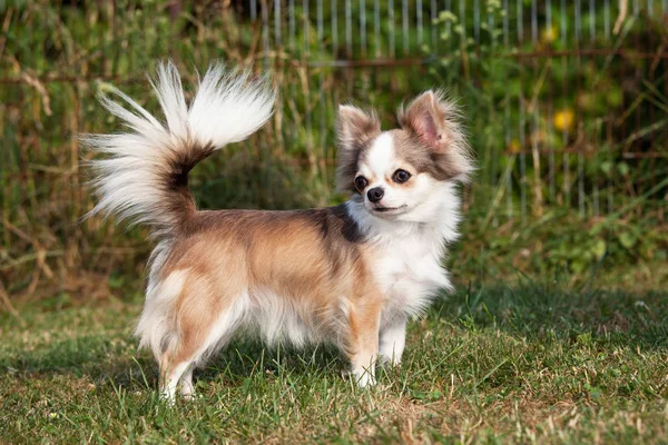 Retrato Bonito Perro Chihuahua — Foto de Stock