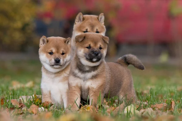 Tre Simpatici Cuccioli Shiba Inu — Foto Stock