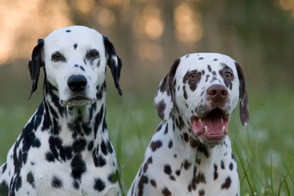 Portrait Deux Belles Dalmates — Photo