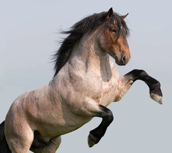 Grote Paard Steigerende Blauwe Backgroung — Stockfoto