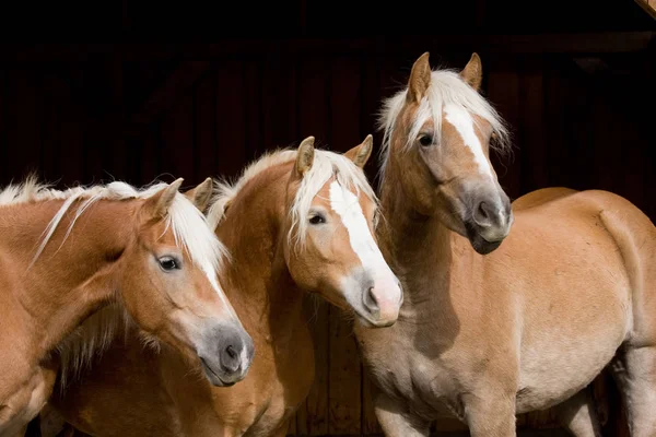 Cavalli Che Corrono Prato Natura All Aperto — Foto Stock