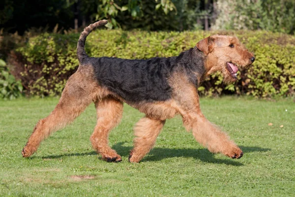 Running Nice Airedale Terrier — Stock Photo, Image