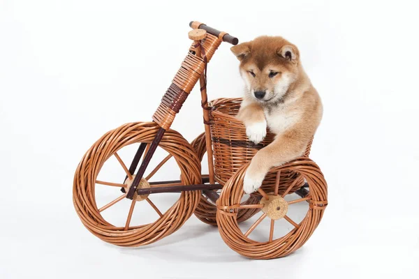 Bel Cucciolo Shiba Inu — Foto Stock