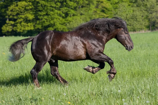 Velké Krásné Koně Běží — Stock fotografie