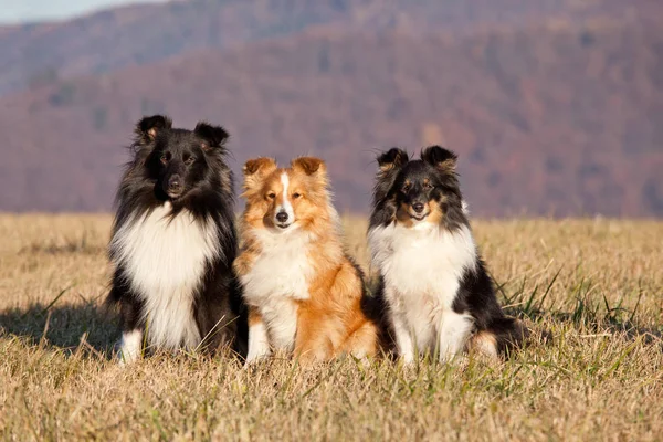 Retrato Três Cães Agradáveis Sheltie — Fotografia de Stock