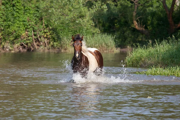 Belle Course Chevaux Peinture — Photo