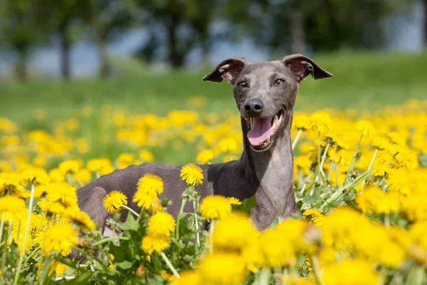 Retrato Bom Galgo Italiano — Fotografia de Stock