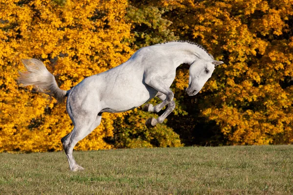 Nice White Horse Running Meadow — Stock Photo, Image