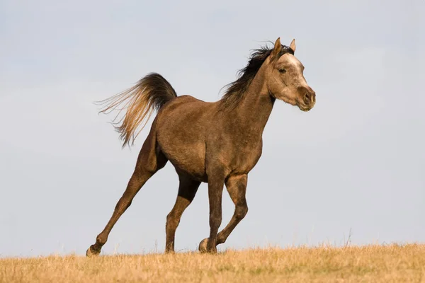 アラビアの馬は 牧草地を横切る楽しんでいます — ストック写真