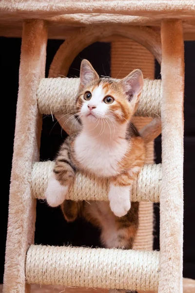 Cute young tabby cat on scratching post against black background