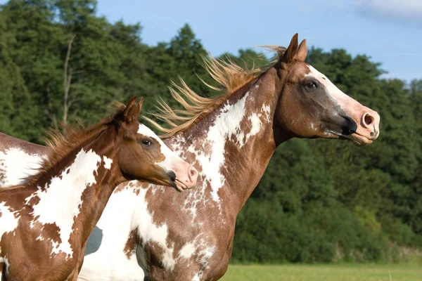 Appaloosa Mare Biegającą Łące — Zdjęcie stockowe