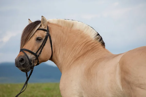 Portret Van Mooie Fjord Paard — Stockfoto