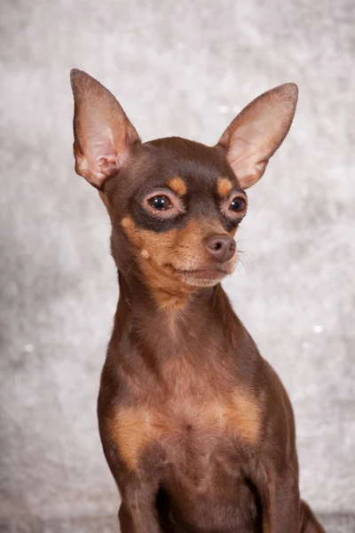 Portret Miły Pies Praga Rattler — Zdjęcie stockowe