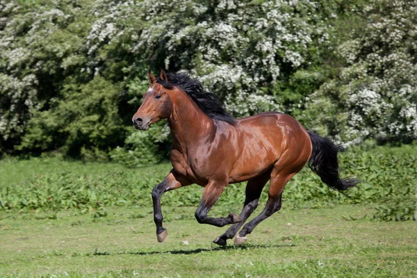 Mooi Paard Van Het Kwart Uitgevoerd — Stockfoto