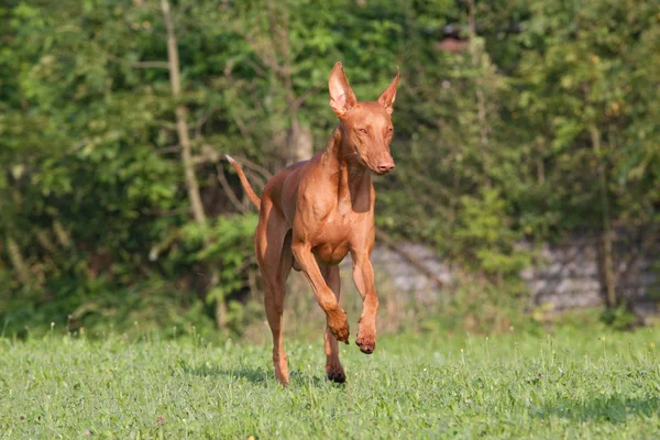 Nice Pharaoh Hound Dog Running — Stock Photo, Image