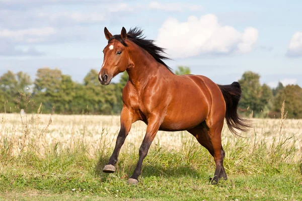 Joli Cheval Brun Courant Sur Pâturage Été — Photo