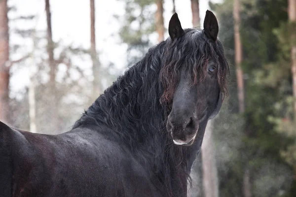 Portrét Krásné Fríský Koně Zimě — Stock fotografie