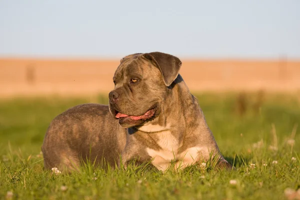 Portrait Big Dog Cane Corso — Stock Photo, Image