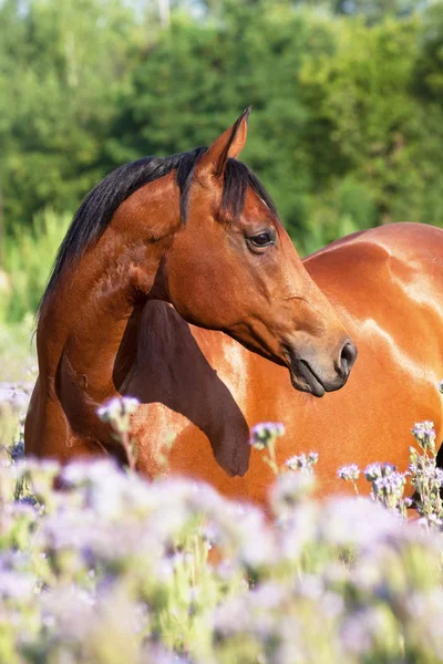 牧草地の紫の花で素敵な馬の肖像 — ストック写真
