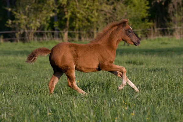 Nice Little Foal Running Pasture — Stock Photo, Image