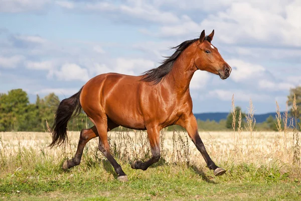 夏の牧草地で実行されて素敵な茶色の馬 — ストック写真