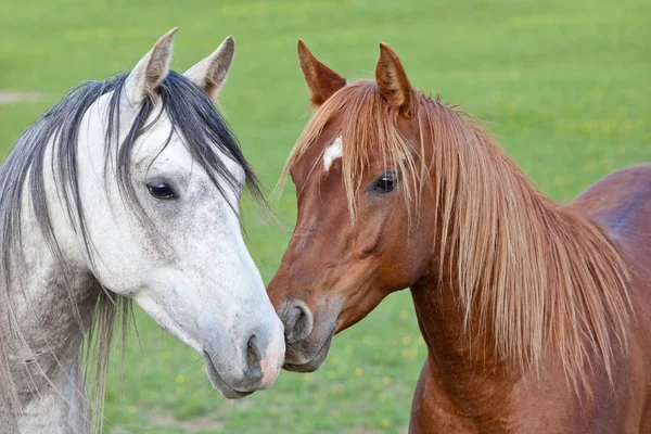 Retrato Dos Bonitos Caballos Árabes —  Fotos de Stock