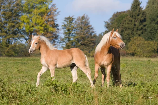 牧場で馬とロバ — ストック写真