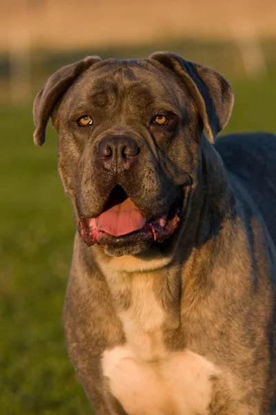 Porträtt Stor Hund Cane Corso — Stockfoto
