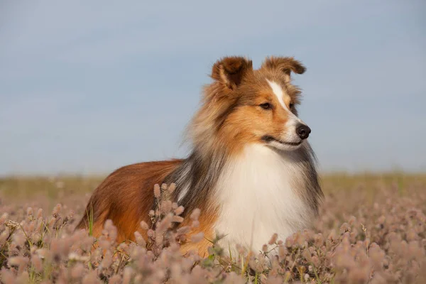 Fin Sheltie Poserar Äng — Stockfoto