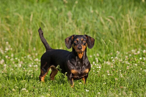 Porträt Eines Schwarzbraunen Dackels Park — Stockfoto