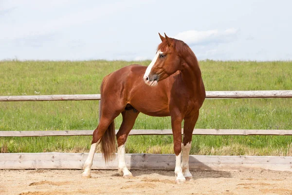 Portret Van Mooie Warmbloedige Paard — Stockfoto