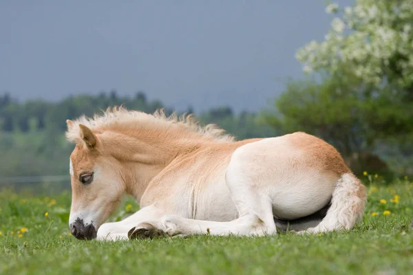 Laying Nice Haflinger Pony Foal — Stock Photo, Image