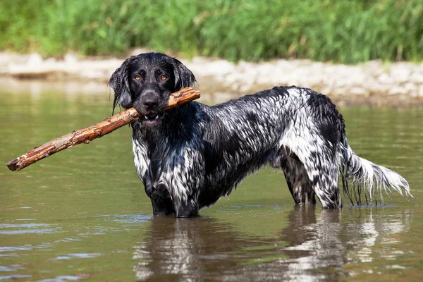 Güzel büyük munsterlander köpek su portresi