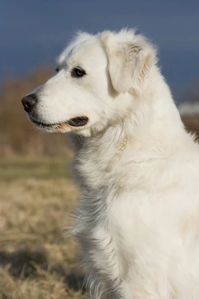 Retrato Cão Branco Vista Lateral — Fotografia de Stock