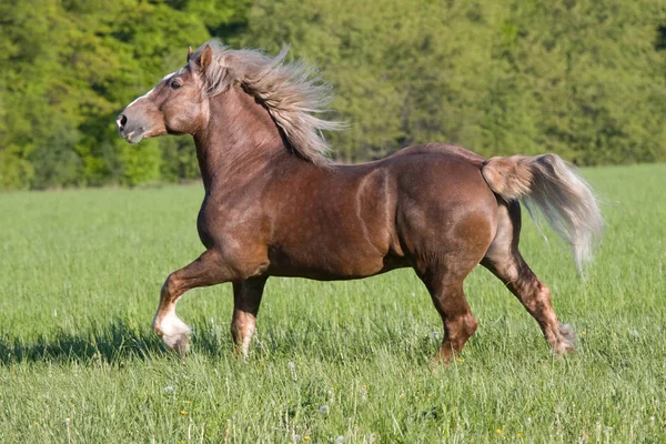 Gran Caballo Hermoso Corriendo —  Fotos de Stock