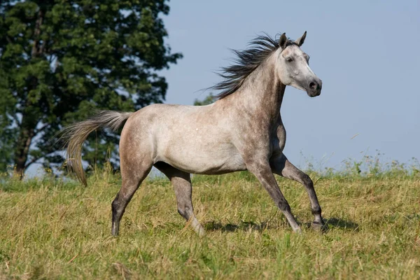 草原の上を実行している白い馬 — ストック写真