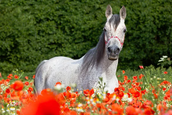 Retrato Bom Cavalo Árabe Campo Papoula Vermelha — Fotografia de Stock