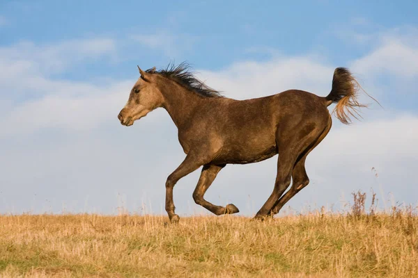 Арабская Лошадь Любит Бегать Лугу — стоковое фото