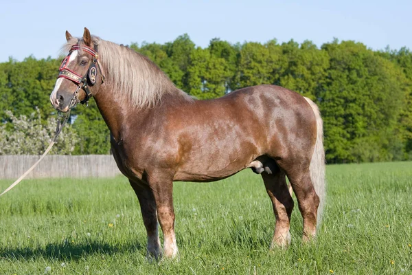 Portret Van Mooi Groot Paard Met Hoofdstel — Stockfoto