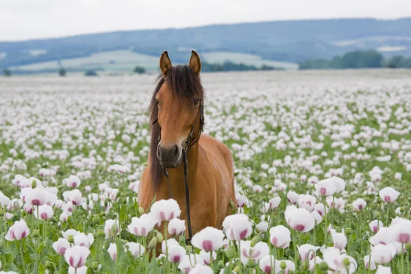 ケシ畑の茶色の馬の肖像 — ストック写真