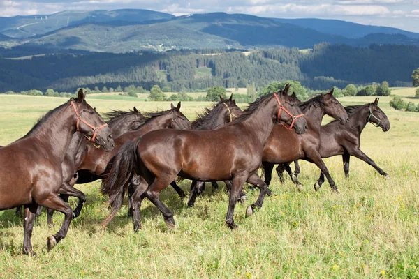 Manada Caballos Negros Kladrubianos — Foto de Stock