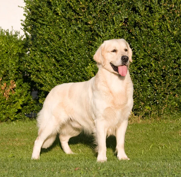 Retrato Agradable Posando Golden Retriever — Foto de Stock