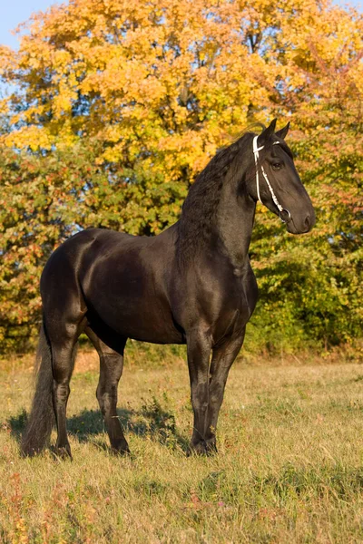 Autumn Portrait Beatutiful Frisian Mare — Stock Photo, Image